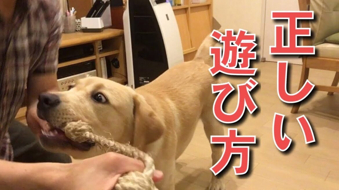 愛犬との距離が縮まる遊び方【ラブラドールリリー】# 25 Labrador Retriever 愛犬との距離が縮まる遊び方【ラブラドールリリー】# 25 Labrador Retriever