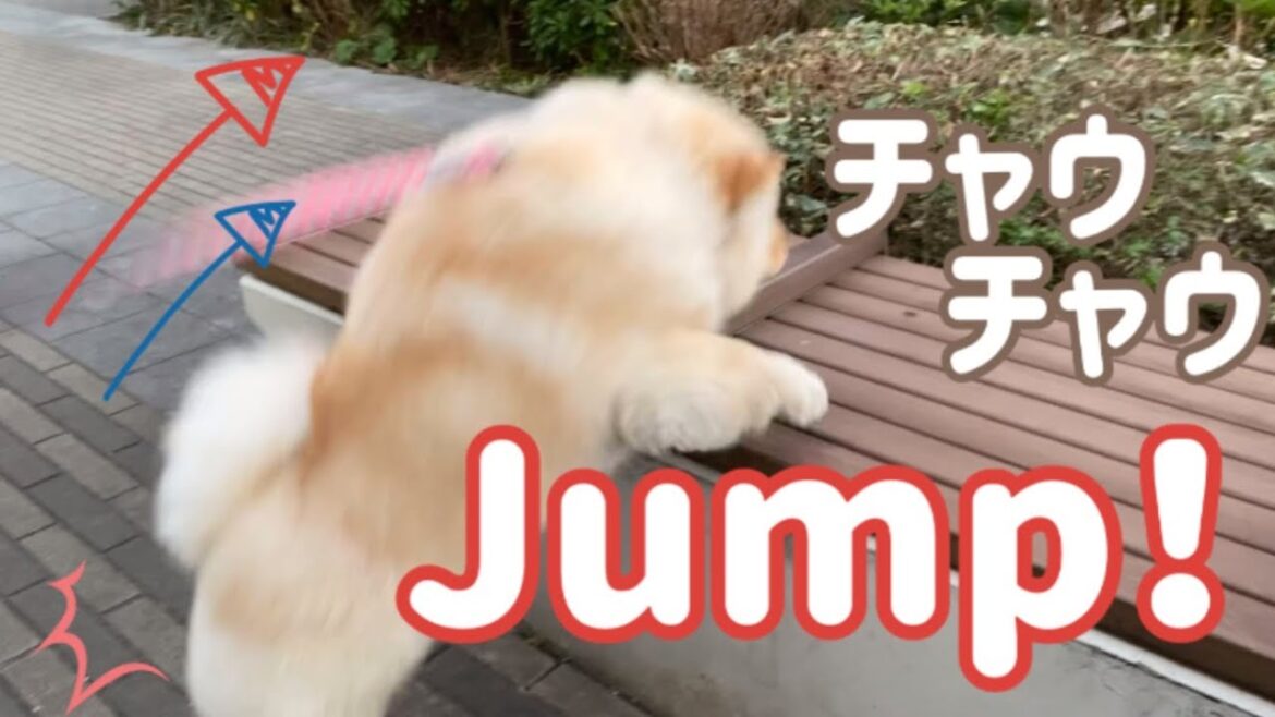 自分をカモシカだと勘違いしているチャウチャウ犬