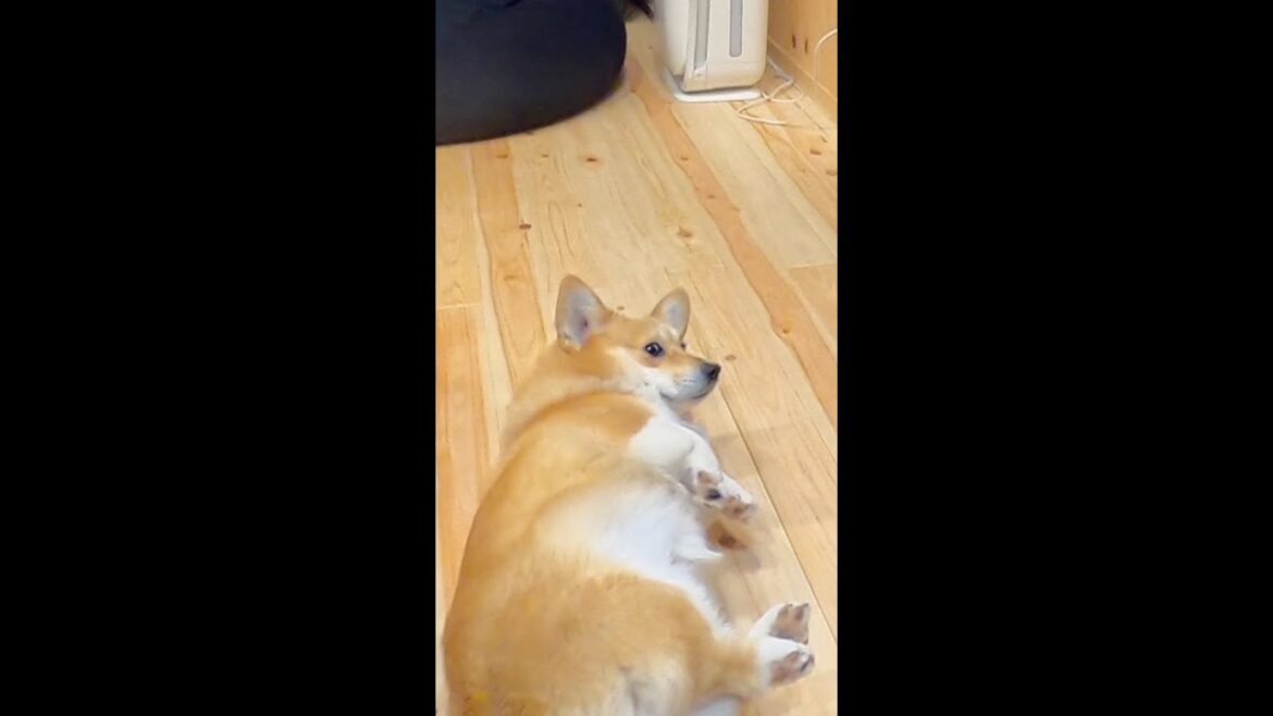 コーギーの起き方 / corgi getting up #shorts