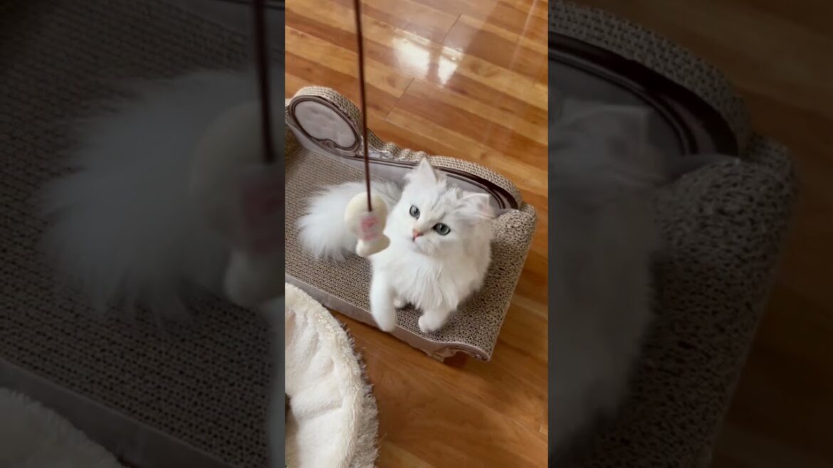 興奮する猫♡#猫 #ねこ #ペルシャ猫 #ネコ  #cat #猫好き    #チンチラシルバー #Kucing #Con #mèo #Gato #Pusa #고양이 #बिल्ली #Кот