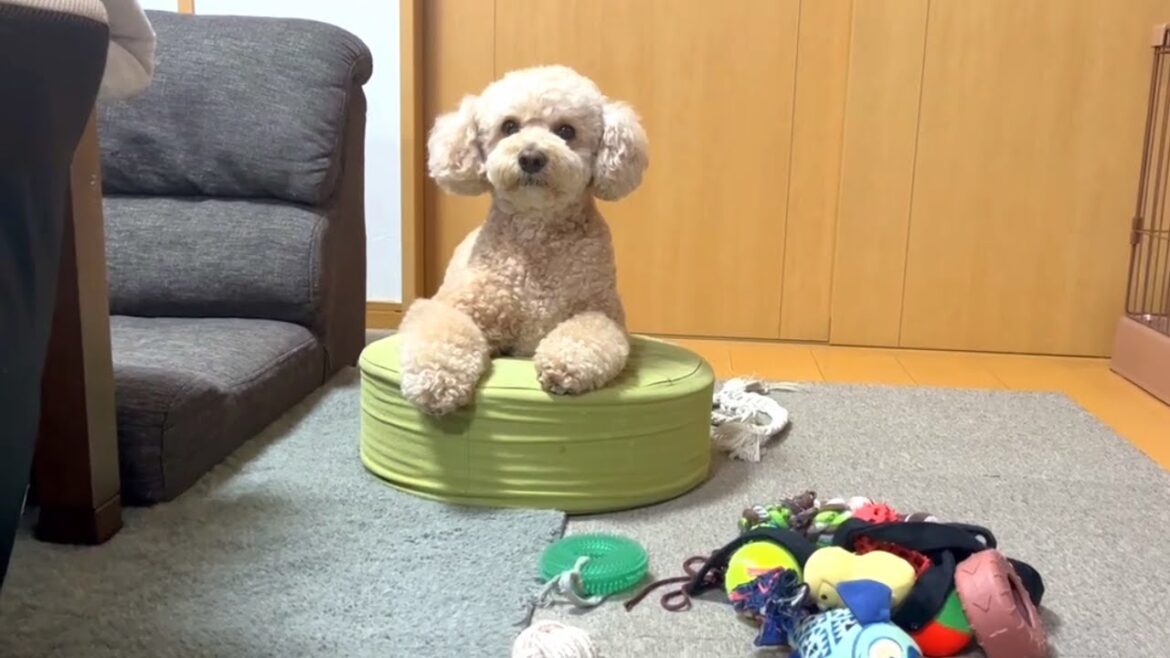 GWを家でまったり過ごす大きいトイプードル【デカプー】【トイプードルのロアくん】【toy poodle】