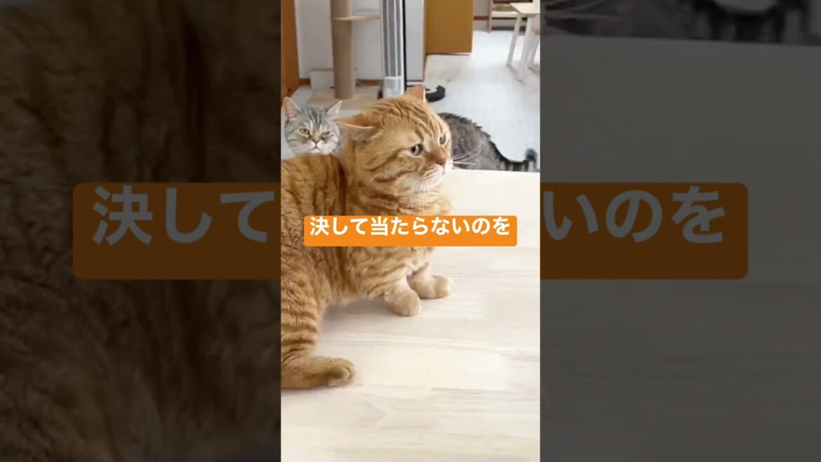 マンチカンのパンチが決して当たらないのを妻が一部始終見ていた！ #shorts