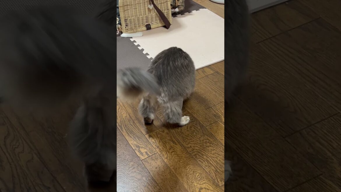 パン袋留で遊ぶ猫　バッグクロージャー　ソマリ　セルカークレックス