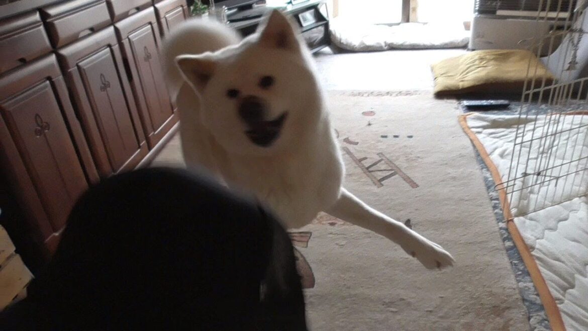 【秋田犬ゆうき】お散歩に行く前に盛り上がり過ぎて家の中で既に体力を使い果たしてしまう【akita dog】