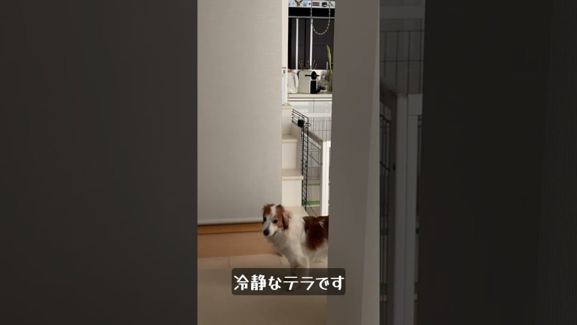 ピコがテラにワァーってしたあと、お腹を見せていました #shorts
