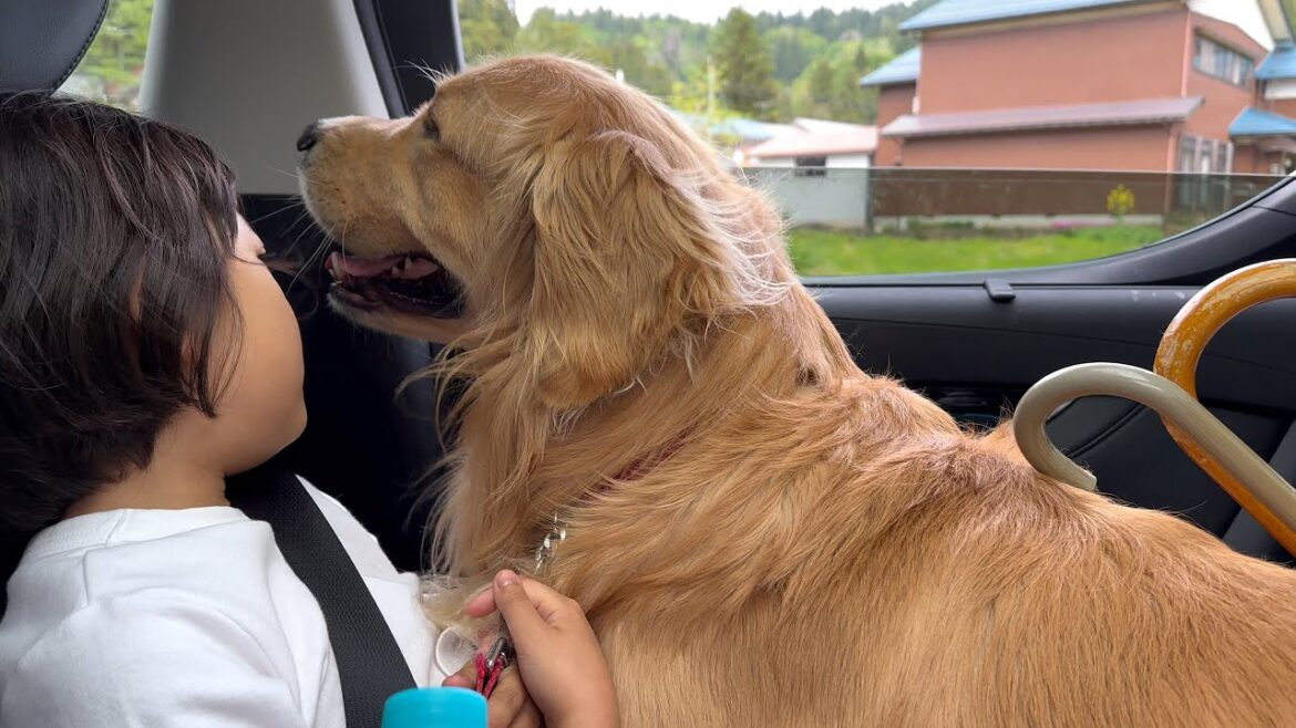 慣れない車内では、姉の膝が一番落ち着くゴールデンレトリバー