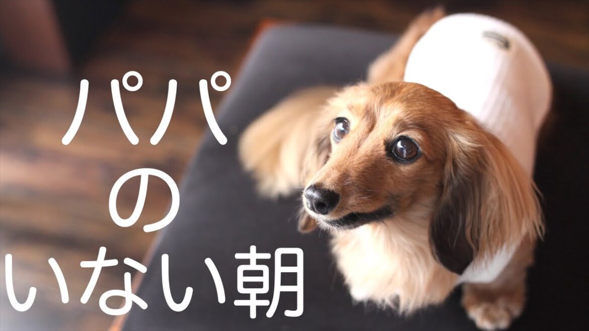 【最近思う事】パパを待つ愛犬とママの時間【カニンヘンダックスえびすの日常】
