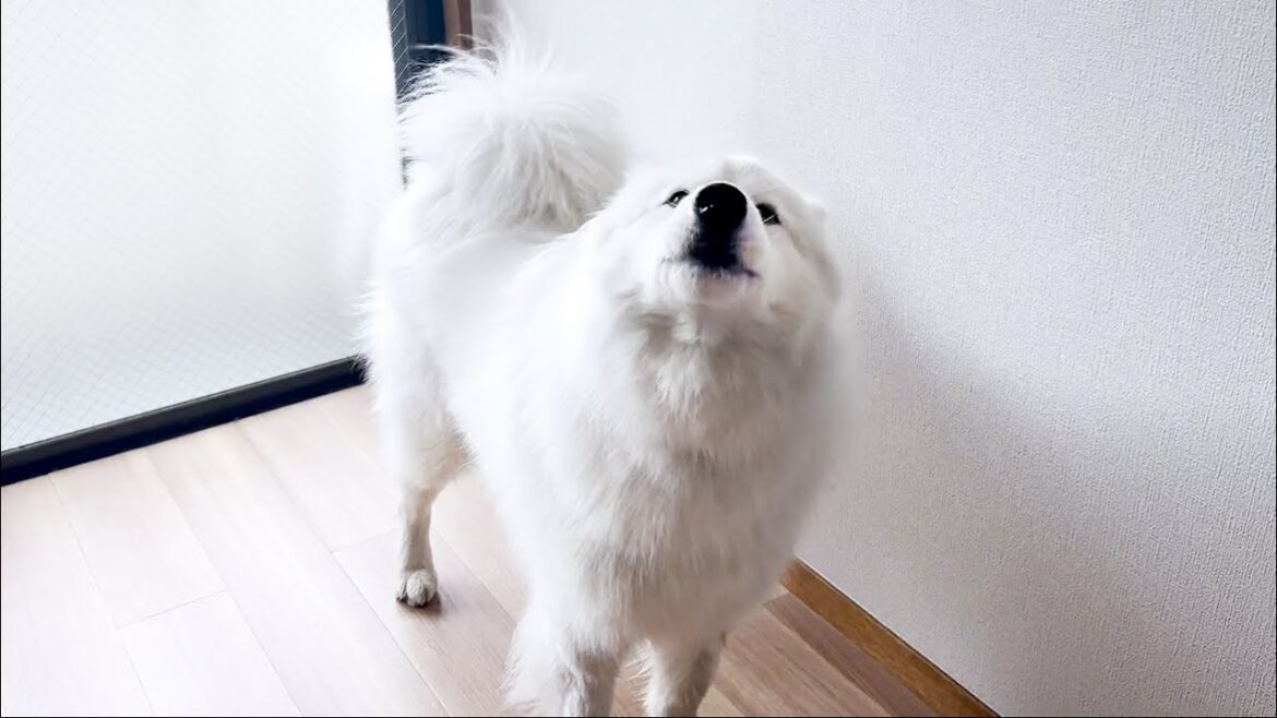 新居に落ち着かずご不満遠吠えを連発する犬