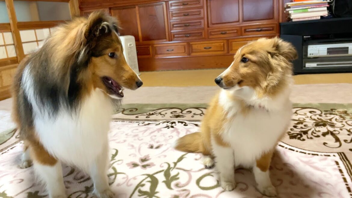 実家で久しぶりに再会した犬たちがまさかのこうなりました...w