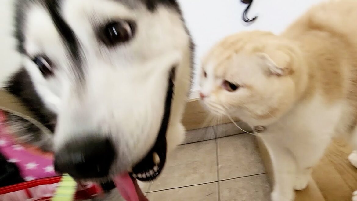 散歩だと思ったら病院だった絶望で文句が止まらない犬と子猫がこちら