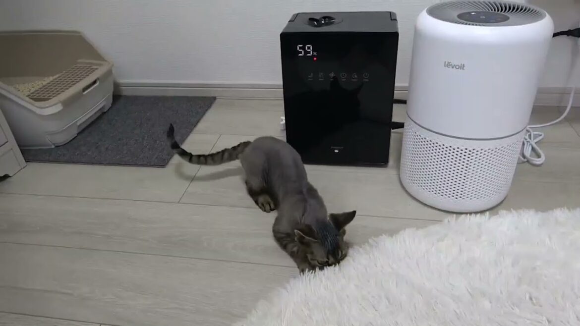 デボンレックス子猫は動きが素速いです(Devon Rex kitten moves so quickly)