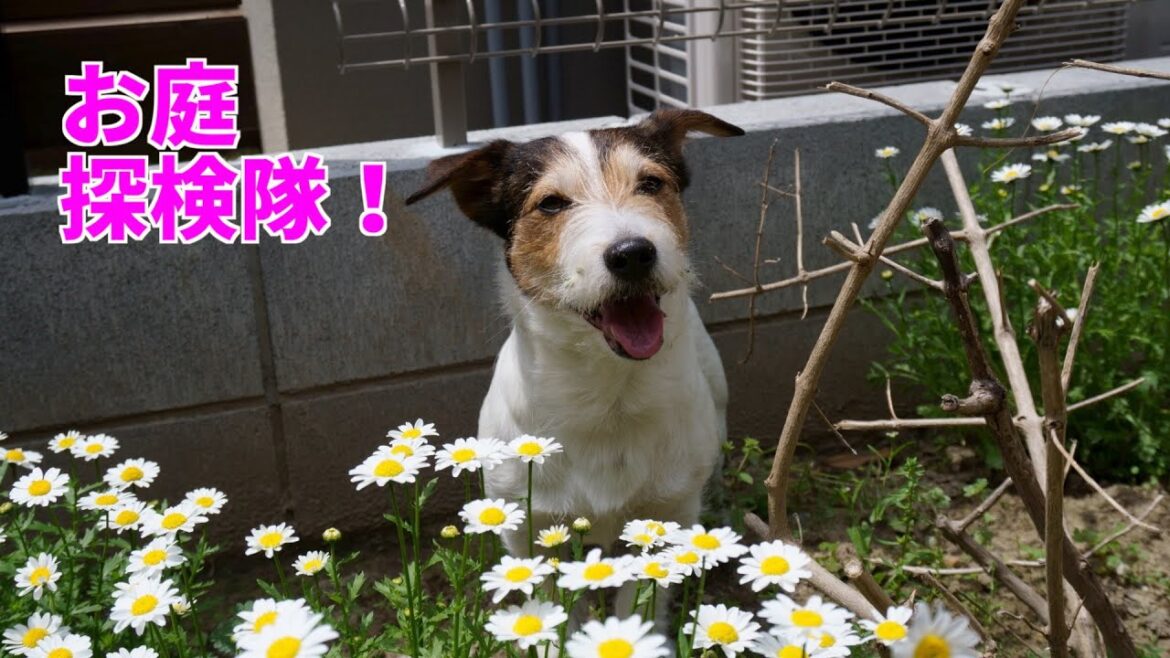 お庭探検隊！ゆっくり庭を探検したジャックラッセルテリアと飼い主