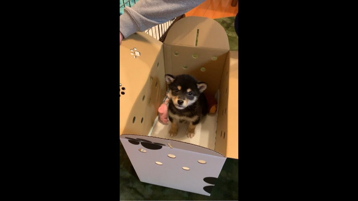 【柴犬子犬】お迎え初日の柴犬。#shorts #柴犬 #黒柴