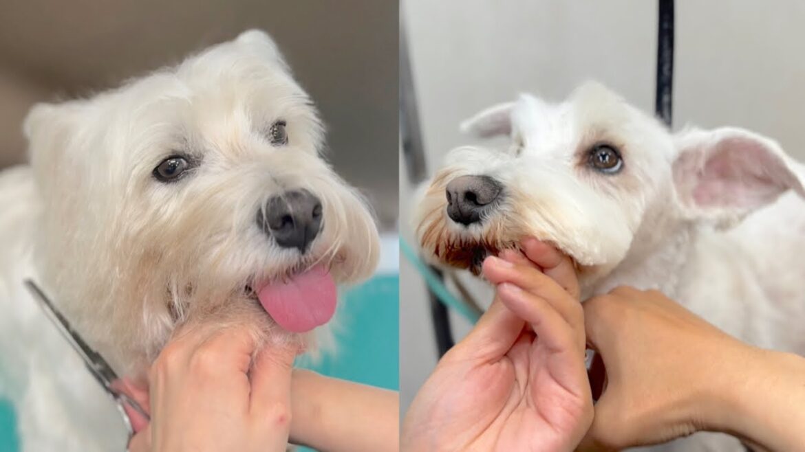 ウエスティーとミニチュアシュナウザーのスッキリトリミング✂︎（シシーちゃん）（リリーちゃん）