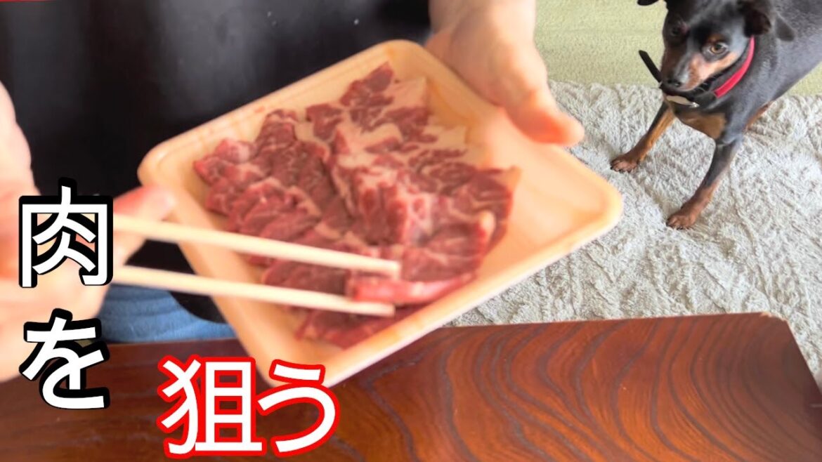 お家焼肉はどうしても食べたいジロとさくら【ミニピン】【イタグレ】