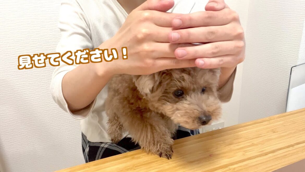 どうしてもテレビがみたい兄犬の行動が可愛かった！