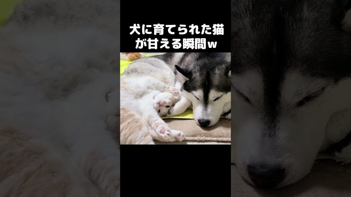 犬に育てられた猫が甘える瞬間こうなる...#猫 #cat
