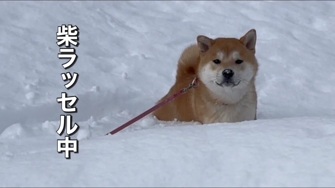 柴犬ファミリーが雪好きで自ら柴ラッセルが楽しいw