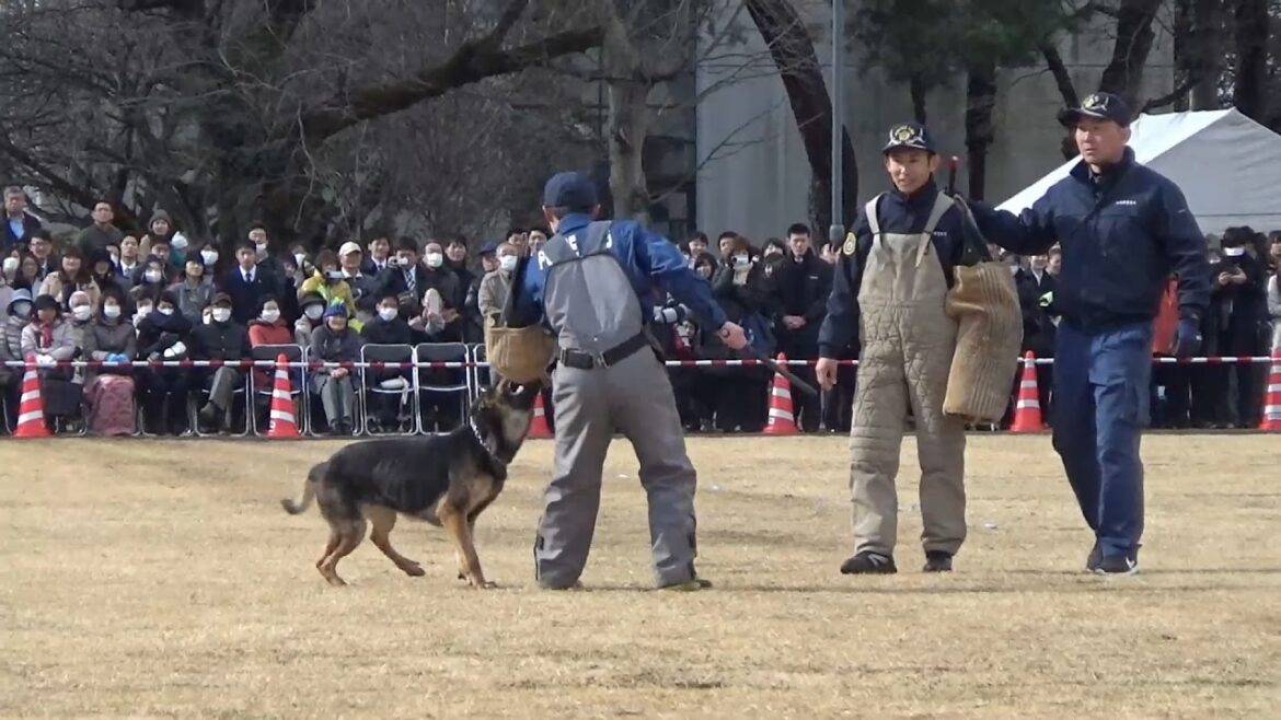 警察犬が走る！吠える！噛み付く！警察犬警戒作業訓練 平成29年 栃木県警察年頭視閲式