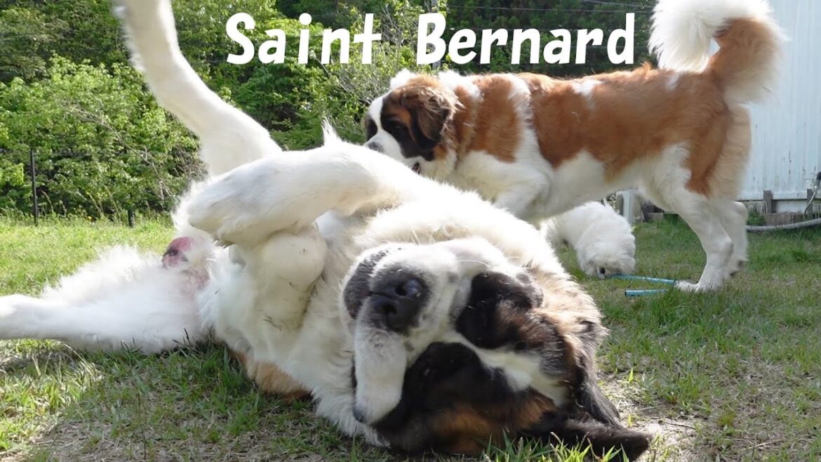 【ほのぼのした日】平凡なセントバーナードの日記[A Heartwarming Day] Diary of an Ordinary St. Bernard