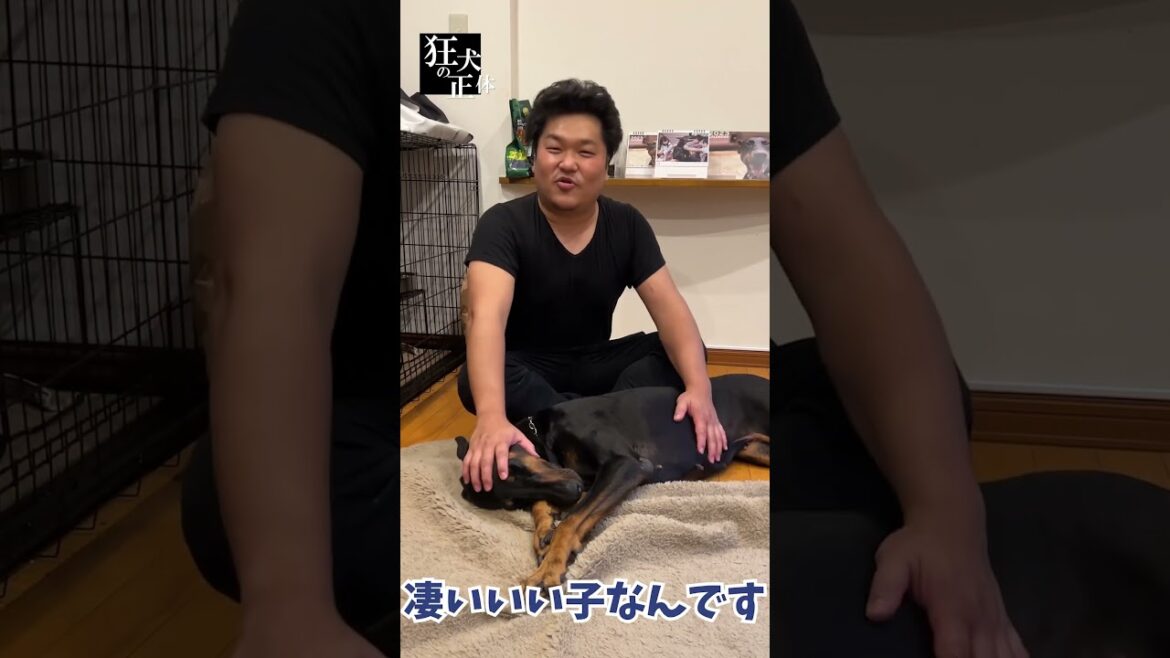 ドーベルマンの性格を40秒でまとめてみた