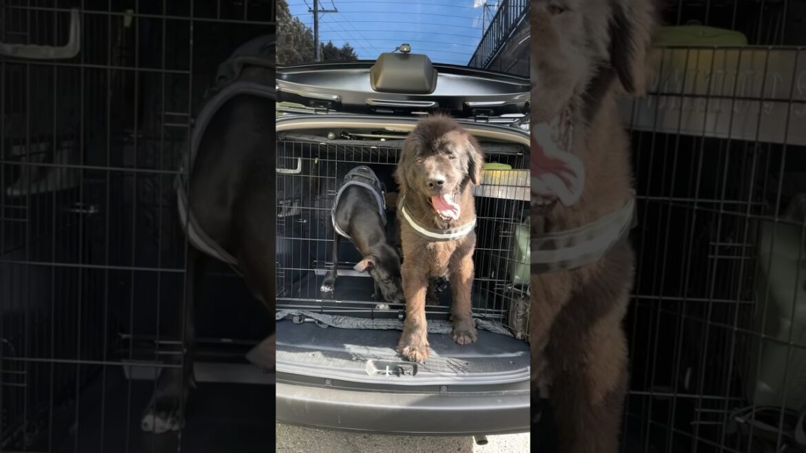 ニューファンドランド ボス君 グレートデン クィーンちゃん 大型犬 超大型犬 保護猫 多頭飼育 犬好き 猫好き 渡辺ボス プロボックス ハイブリッド  車犬仕様
