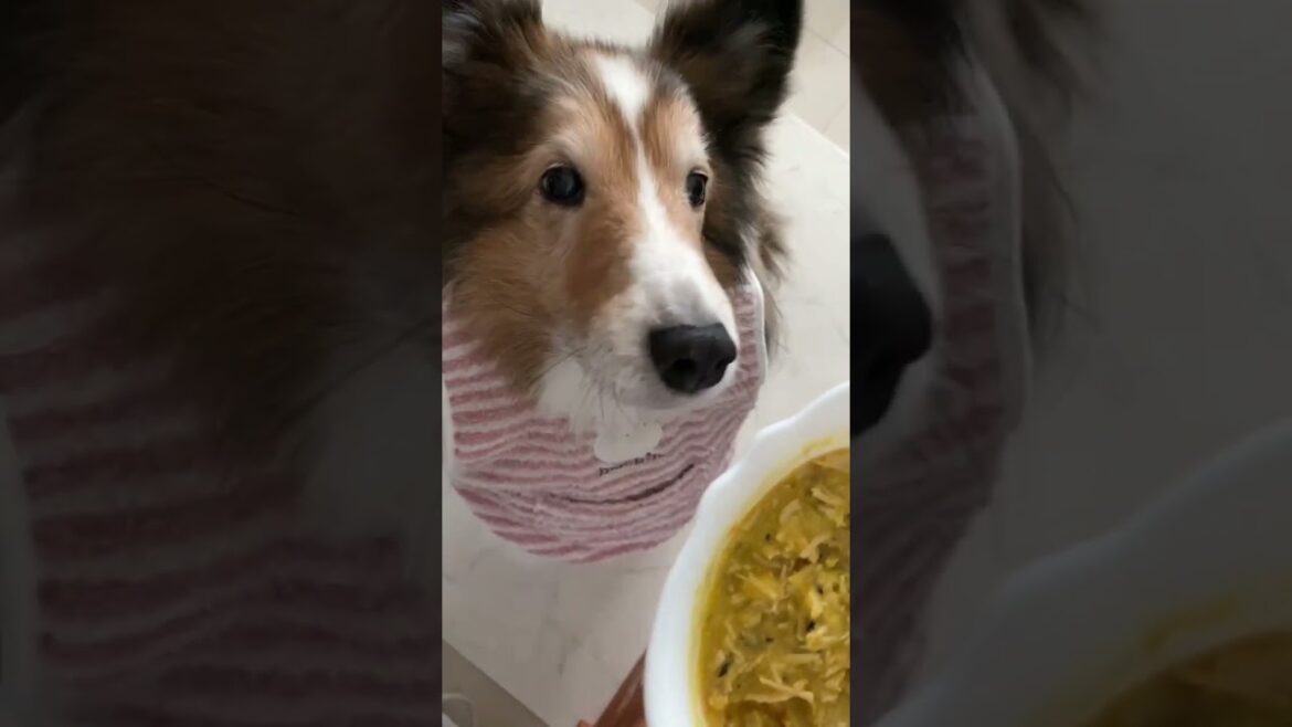 《シェルティ》 毎回食事の前は大騒動なのだ😂
