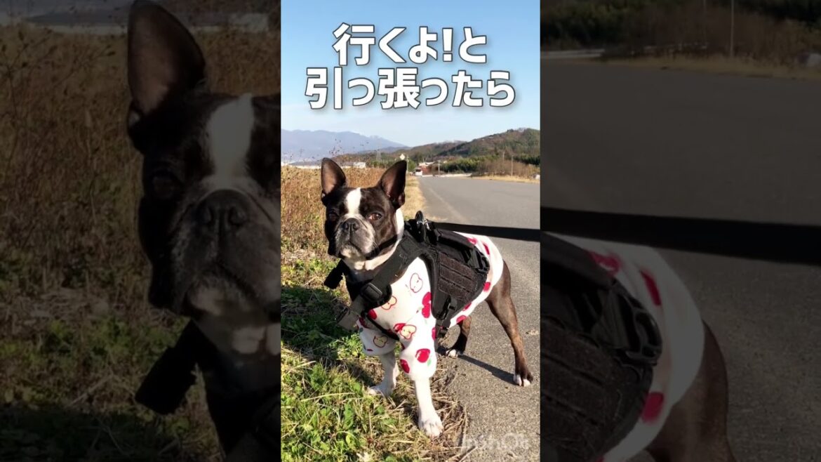 ボストンテリアきいろのあるある【ボステリ】