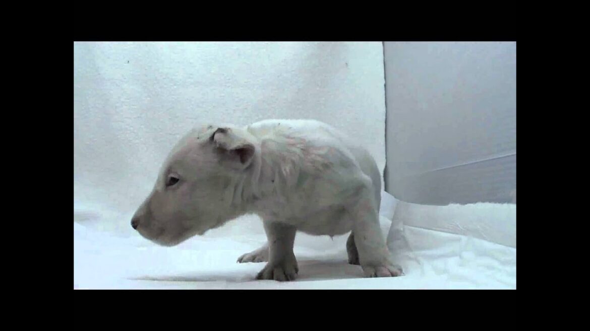 ミニチュアブルテリアの子犬02