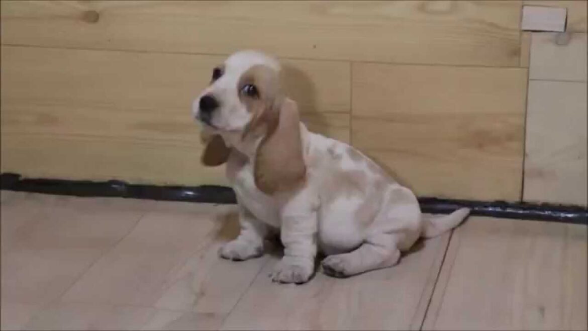 バセットハウンド子犬販売情報、ID9214