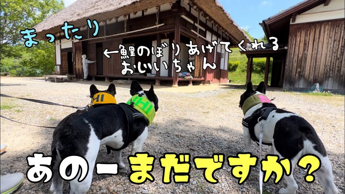 【こどもの日】鯉のぼりをもとめて行った先でほのぼの癒された～