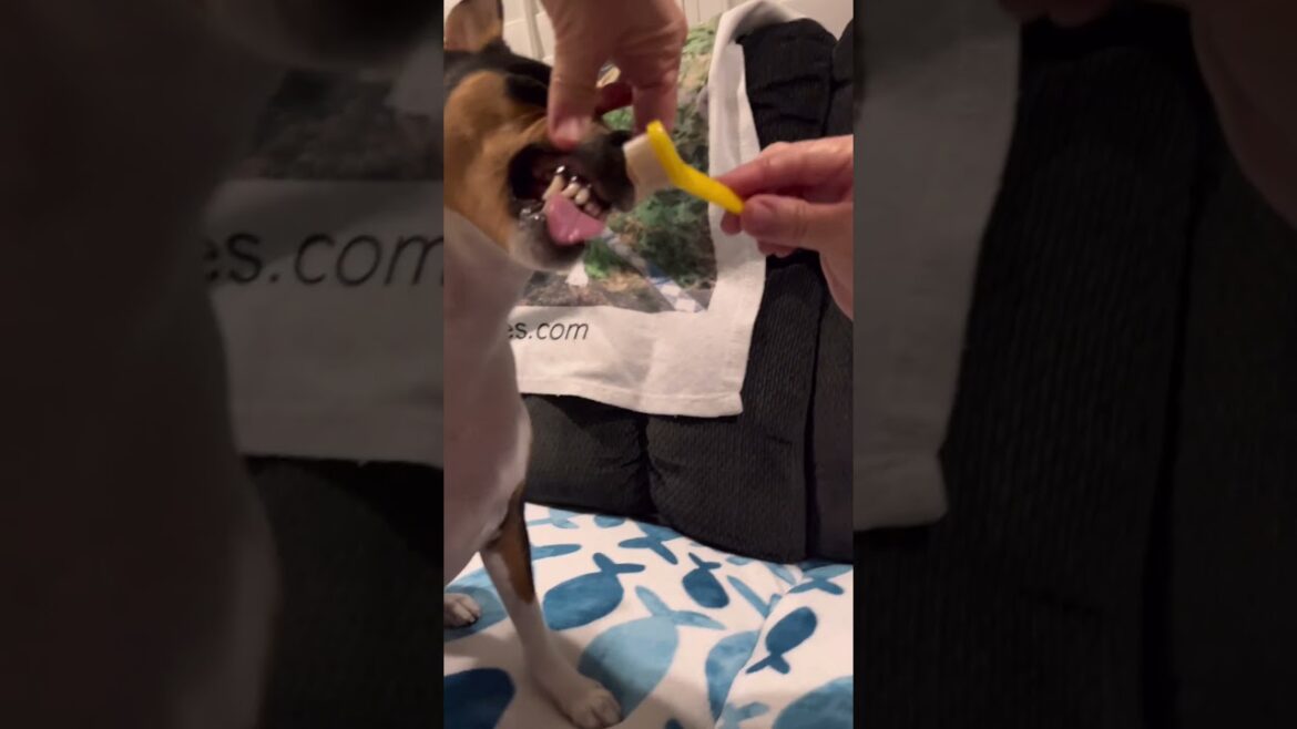 Dog loves getting teeth brushed! #barkless #dog #basenji