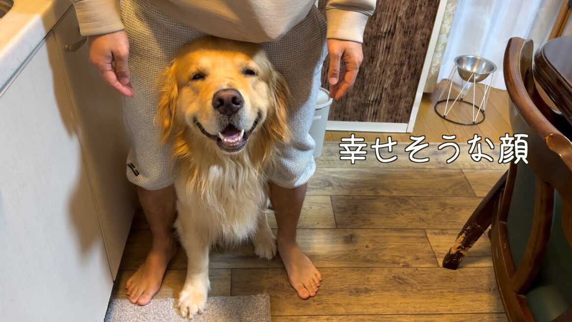 遊んでたパパが、いきなりいなくなって、泣き出すゴールデン