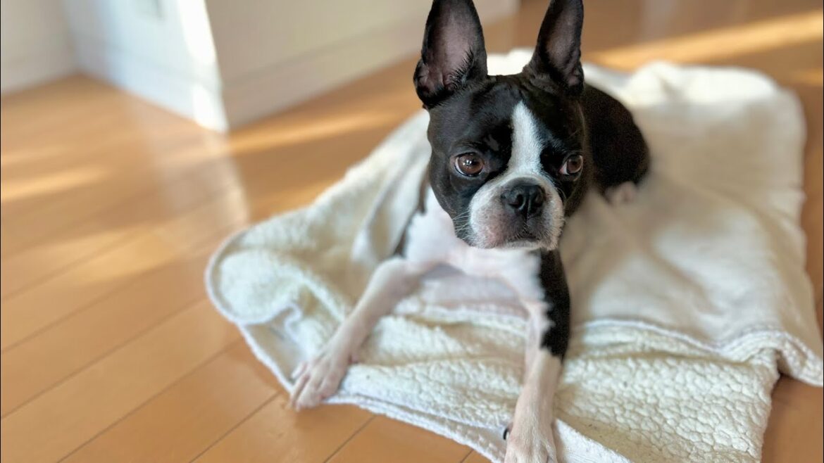 愛犬のブリーダーさんが逮捕された件〜その後〜