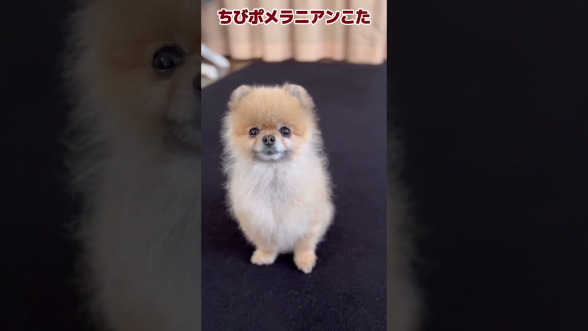 だるまさんがころんだ ♪ #shorts #ポメラニアン #可愛い犬 #面白い犬