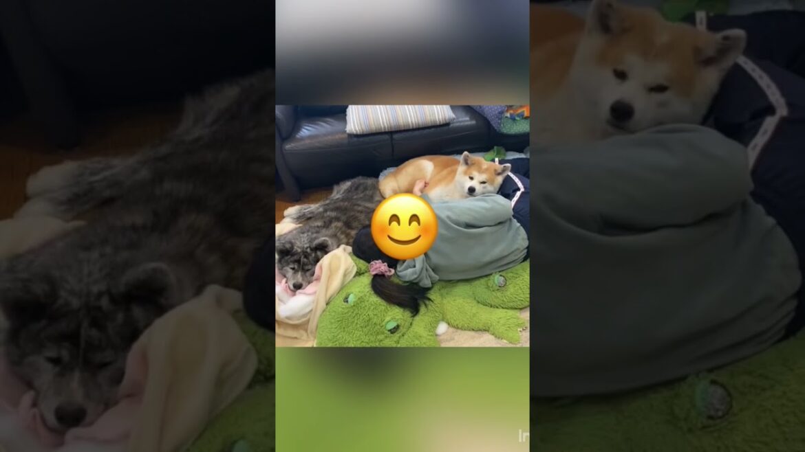 ベッドをシェアしあい寄り添って眠る可愛い秋田犬姉妹たち【Akita-inu】 ベッドをシェアしあい寄り添って眠る可愛い秋田犬姉妹たち【Akita-inu】