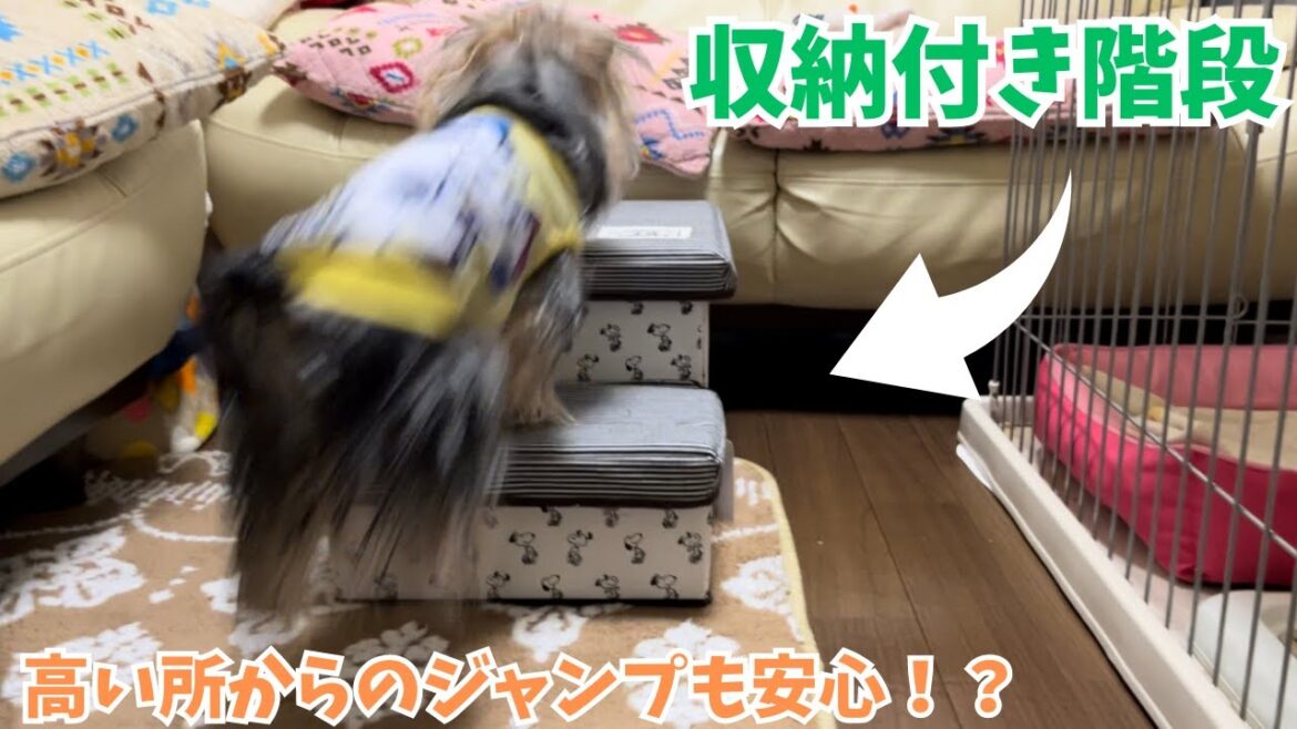 #77【ヨークシャーテリア】ひなた君　収納付き階段を購入！！これで高い所からのジャンプも大丈夫！！
