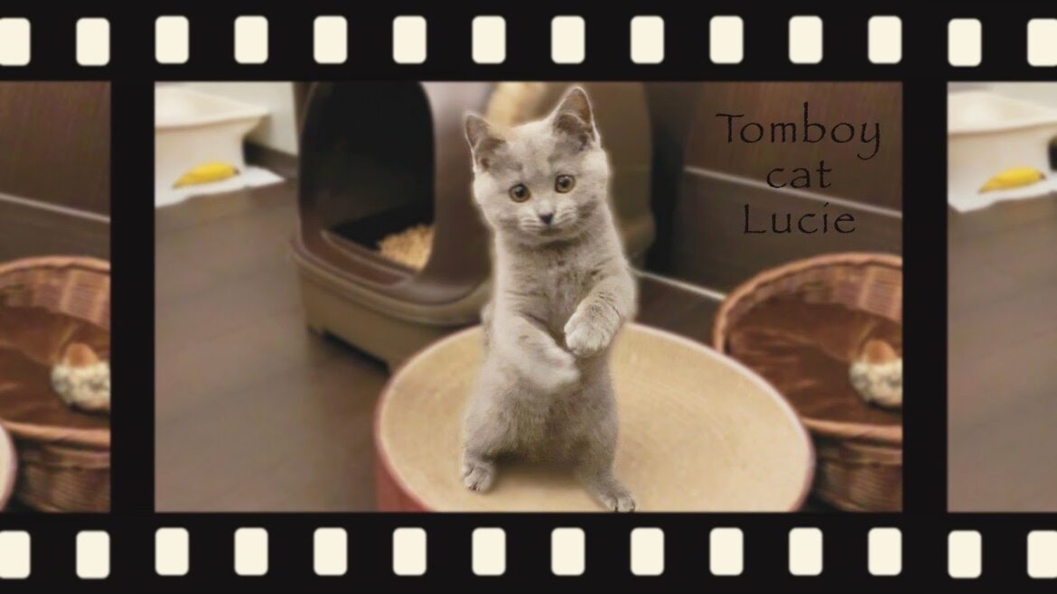 遊びに全力で二足歩行しそうなシャルトリューの子猫が可愛いのです