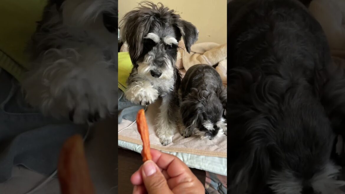 オヤツを欲しがるシュナウザー親子#shorts #いぬのきもち #dog