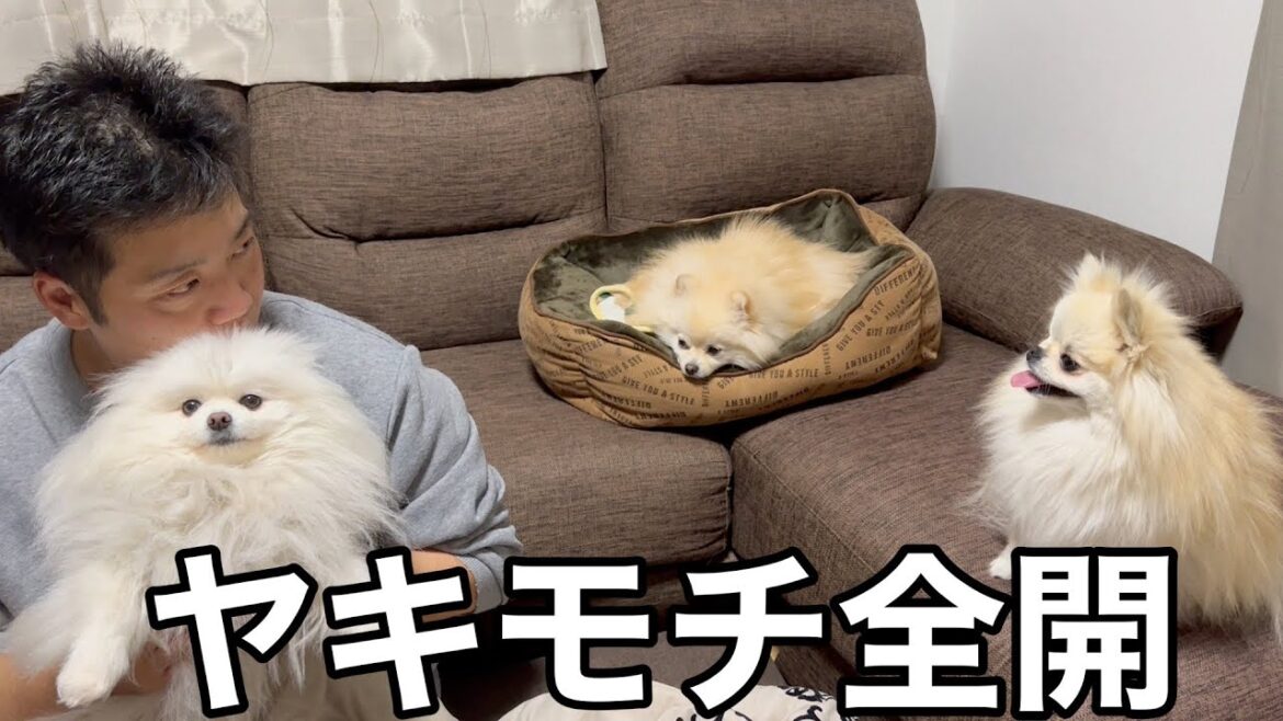 嫉妬深い束縛ポメラニアンに常に監視されている中年男