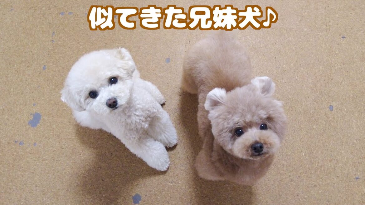 トリミングでクマ感が増した兄犬と妹犬をどれくらい似てきたか比べてみた