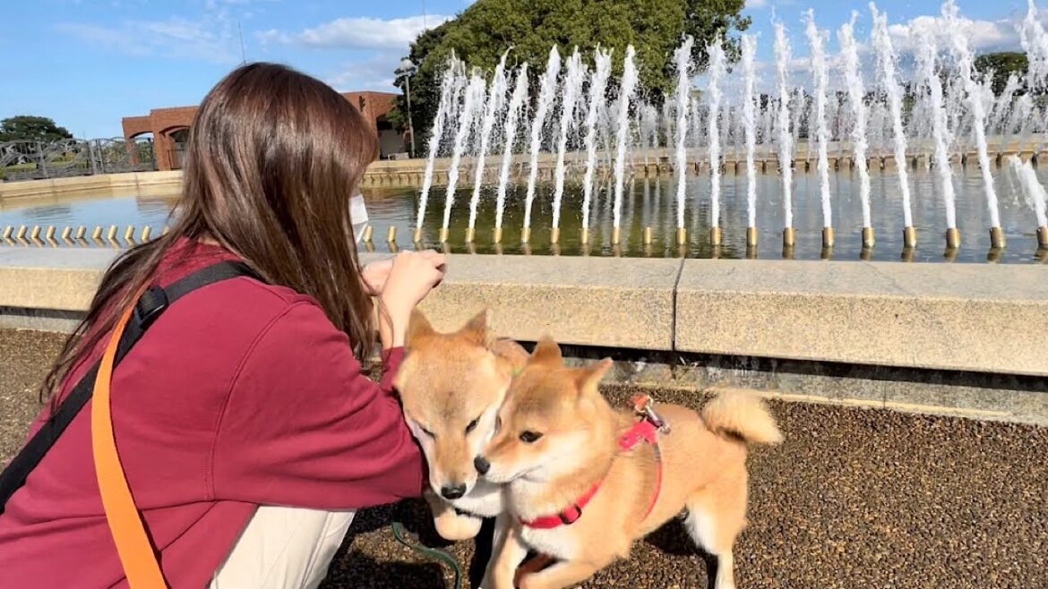突然噴水が大噴射して飼い主を置き去りにありえないスピードで逃げる柴犬が面白すぎた