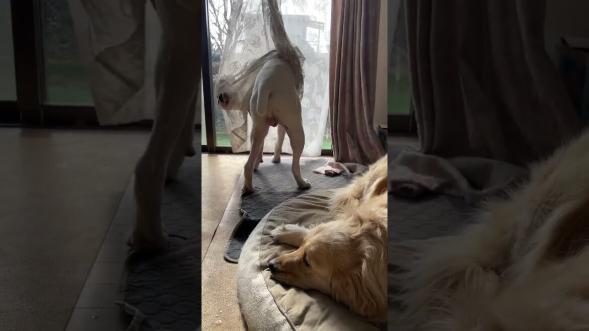 急に目の前が白く‥small panicゴールデンレトリバー　ボクサー犬