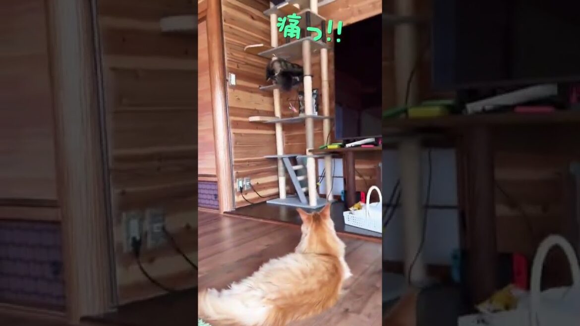 引っ張ったらあかん!【メインクーン ゆきちゃん】 引っ張ったらあかん!【メインクーン ゆきちゃん】