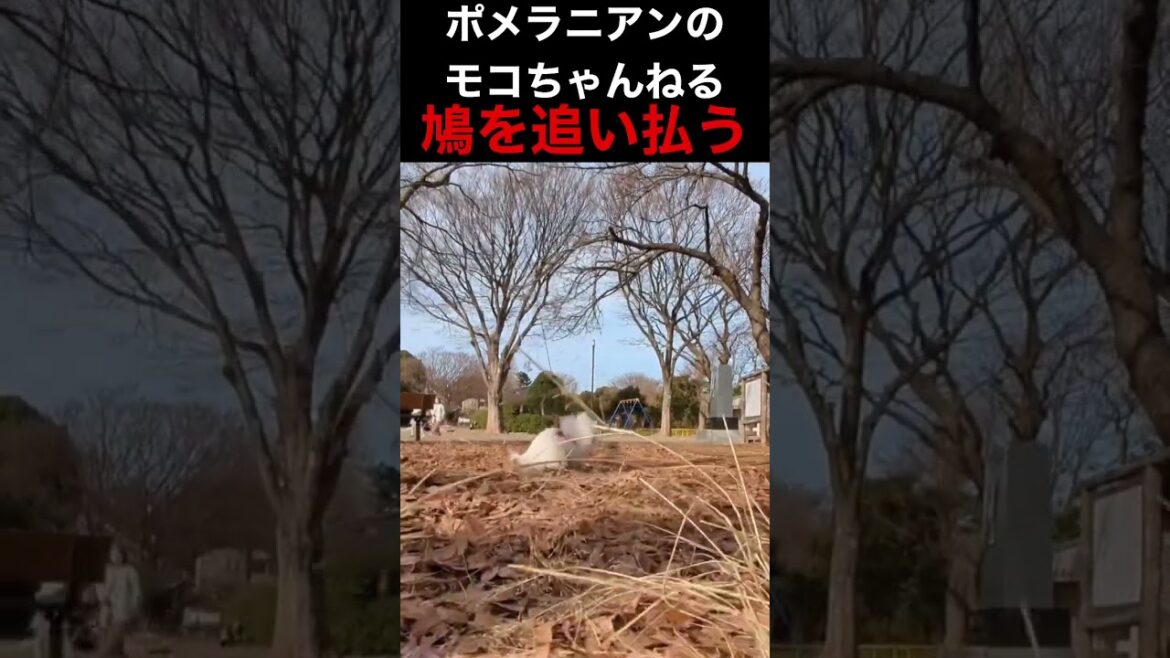 ポメラニアンが鳩を追いかけて行く…追いつけるわけ無い