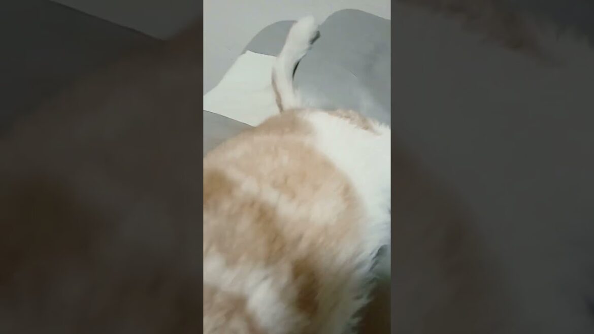 お昼寝しててもかわいい🤣 #スコティッシュフォールド