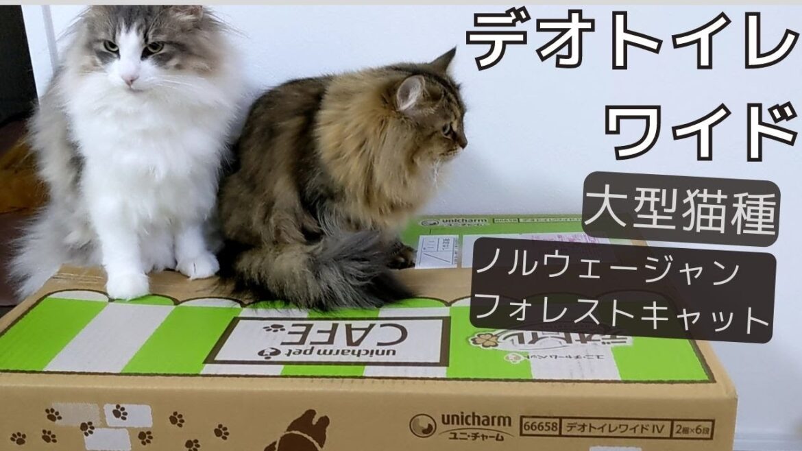 トイレ問題解決?大型猫。ノルウェージャンフォレストキャットにデオトイレワイドを買ってみました トイレ問題解決?大型猫。ノルウェージャンフォレストキャットにデオトイレワイドを買ってみました