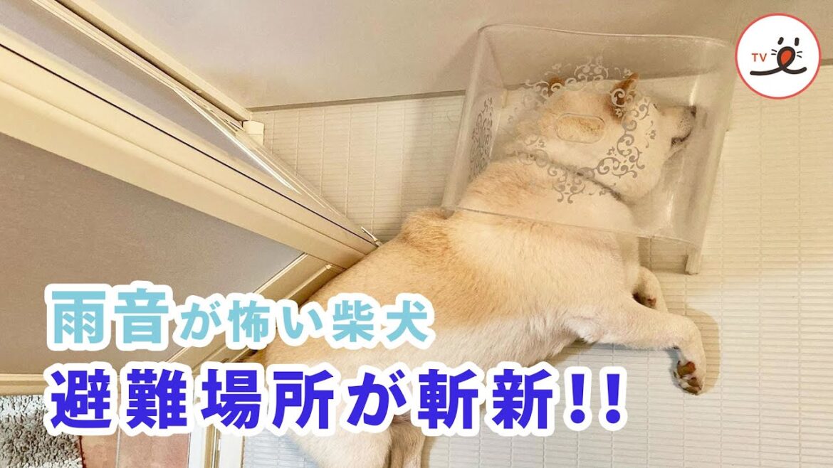雷が怖い柴犬🐕 避難した場所は…♨️