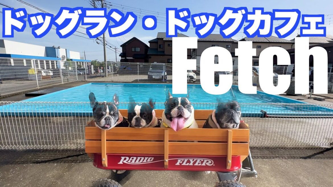ドッグラン ドッグカフェ FETCH 大型プール 【 フレンチブルドッグ french_bulldog 】