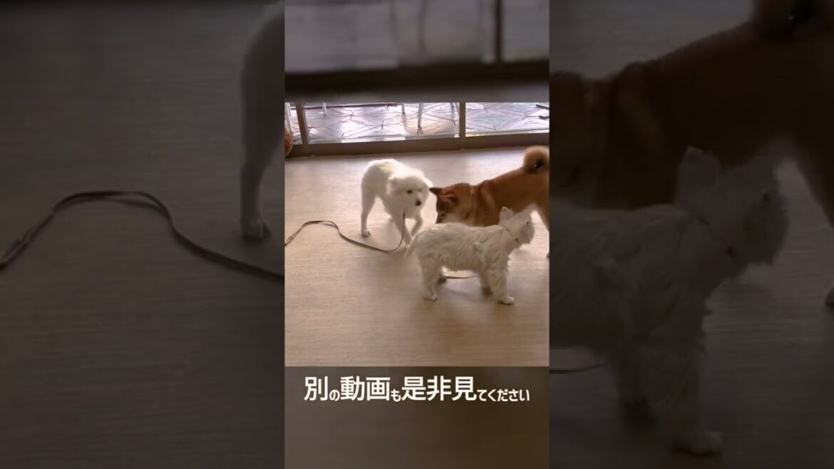 【犬のじゃれ合い】しつこいぐらいのお尻嗅ぎを受けてどうすればいいかオロオロするホワイトテリアさん【ウエスト・ハイランド・ホワイト・テリア】 【犬のじゃれ合い】しつこいぐらいのお尻嗅ぎを受けてどうすればいいかオロオロするホワイトテリアさん【ウエスト・ハイランド・ホワイト・テリア】